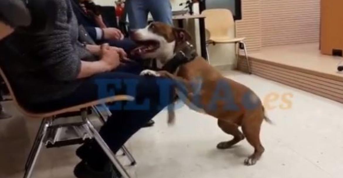 Spaanse rechter roept hond op als getuige mishandeling