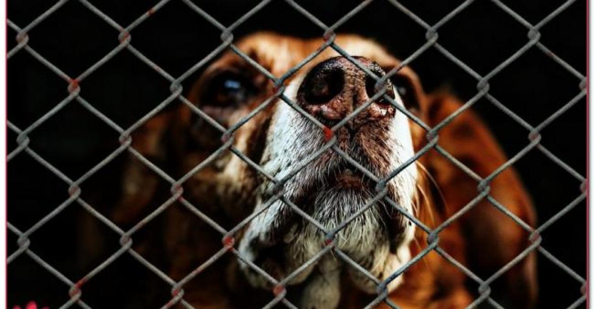 Driekwart honden in PETA-asiel wacht alleen de dood