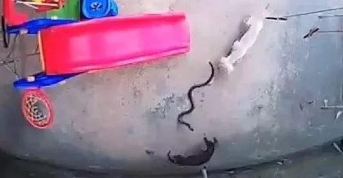 Honden redden baby van dodelijke slang