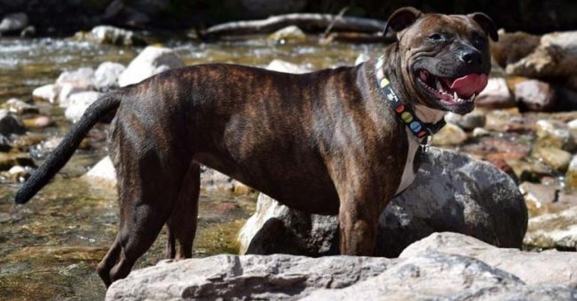 Brits parlement: Staffordshire Bull Terriers niet op lijst gevaarlijke honden