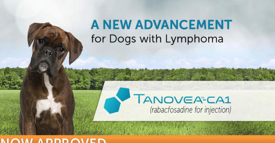 Nieuw medicijn moet lymfoom bij honden gaan genezen