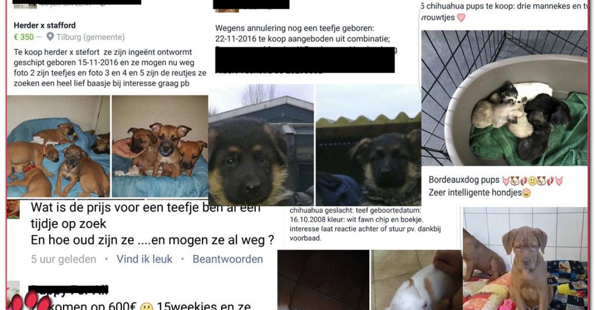 Facebook blijft advertenties voor verkoop pups gewoon toestaan