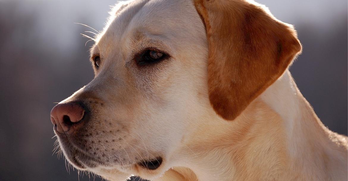 Slecht sperma bij Engelse honden ook menselijk probleem