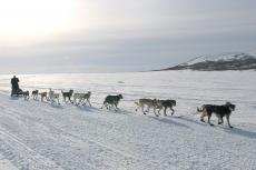 Iditarod-legende na drugsaanklacht niet aan de start in 2018