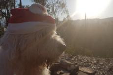 Helft honden kan Kerstman verwachten