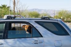 Driekwart mensen loopt voorbij aan hond in hete auto