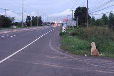 Hond wacht vier jaar langs de weg op terugkeer eigenaar