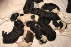 Eerste nest F3 pups geboren bij de wetterhoun!