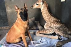 Hond blijft tot het einde bij stervend giraffe-vriendje