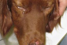 Antibraakmiddel helpt honden met leishmaniose overleven