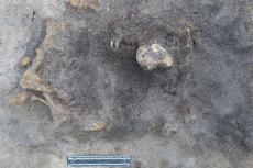 Hondengraf van 8400 jaar gevonden