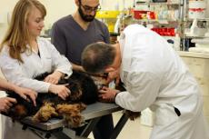 Test met vaccin tegen kanker bij honden gestart