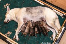 Acht Saarloos F2 pups geboren