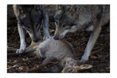 Rechtszaak: mag een wolf worden geschoten in noodsituatie?