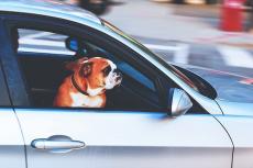 Helft rijdt voorzichtiger als hond in de auto zit
