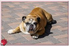 7 van de 10 Bulldoggen hebben Heupdysplasie