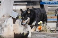 Hond sterft na 12 jaar op graf van baas