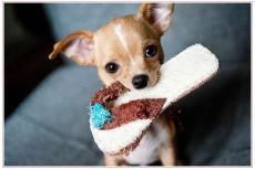 De Chihuahua, de meest destructieve hond van allemaal