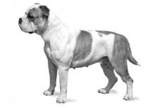 continental bulldog