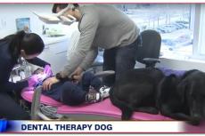 Even voorstellen: de tandarts-therapiehond!