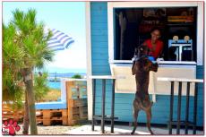 Exclusieve hondenvriendelijke bar in Kroatië opent de deuren