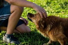 Hondeneigenaren herkennen dreigsignalen tussen hond en kind heel slecht