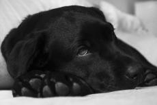 Doorbraak bij behandeling hemangiosarcoom bij honden