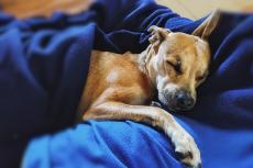 Hoe ziet een normaal slaap-waakritme van een hond er uit