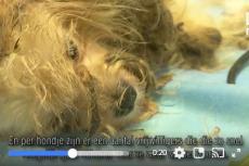 17 Honden in verwaarloosde toestand in België 