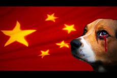 Brief Raad van Beheer over Yulin Dog Meat Festival
