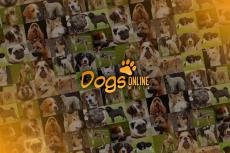 Embedded thumbnail for Dogzine TV: Over outcross en DogsConnect (5 februari 2020)